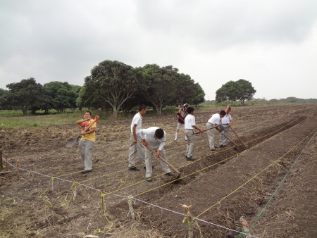 haciendo surcos para sembrar