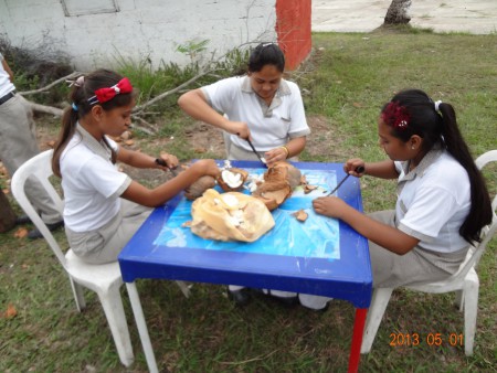 extracción de coco para su venta