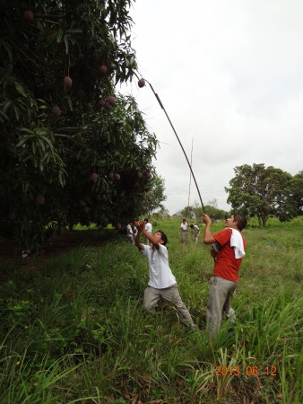 cosechando mangos